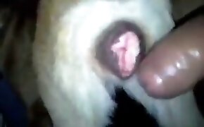 jogosca?aníquel - guy fucks animal, zoophilia fuck porn